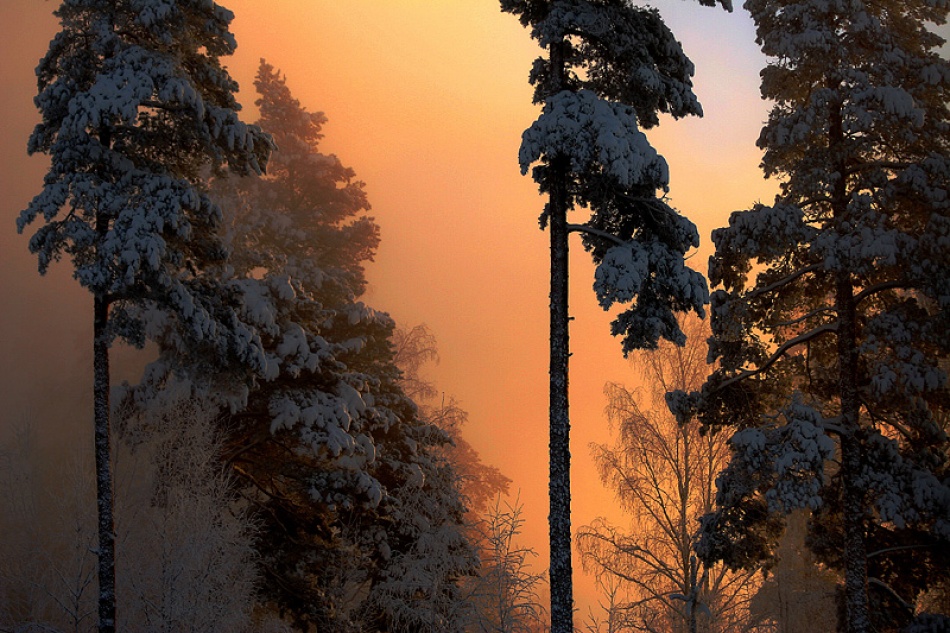 Golden light von Bror Johansson