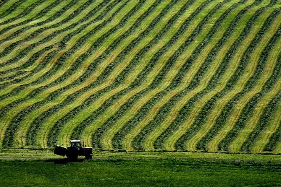 Rows of hay von Bror Johansson