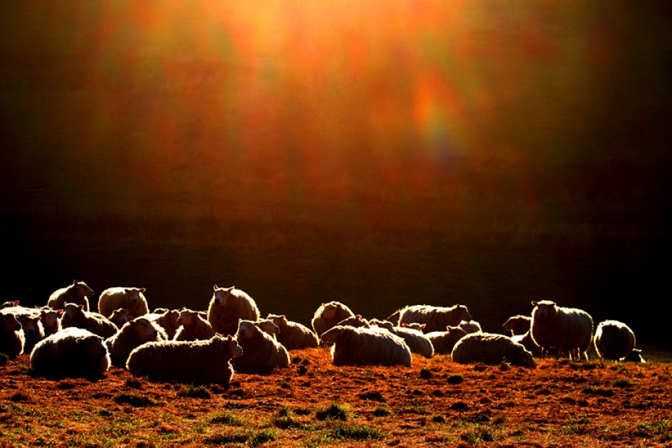 Sheep von Bror Johansson