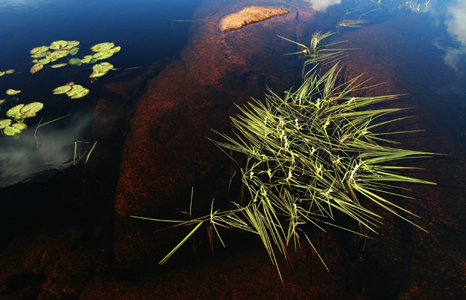 Water grass von Bror Johansson