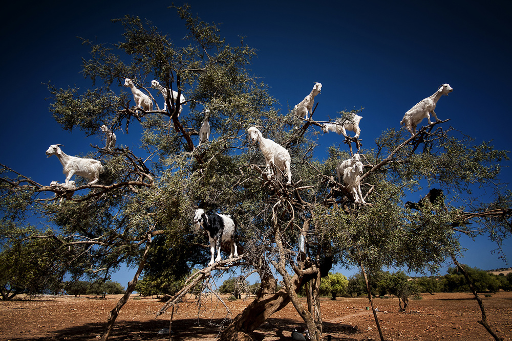 Argan Goats von Burak Senbak