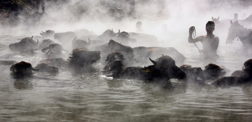 buffalo bathing von burakkorkut