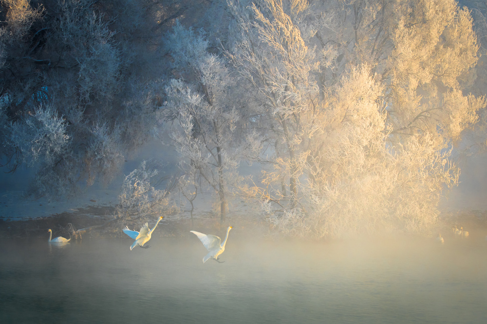 Fairy dance von C. Mei