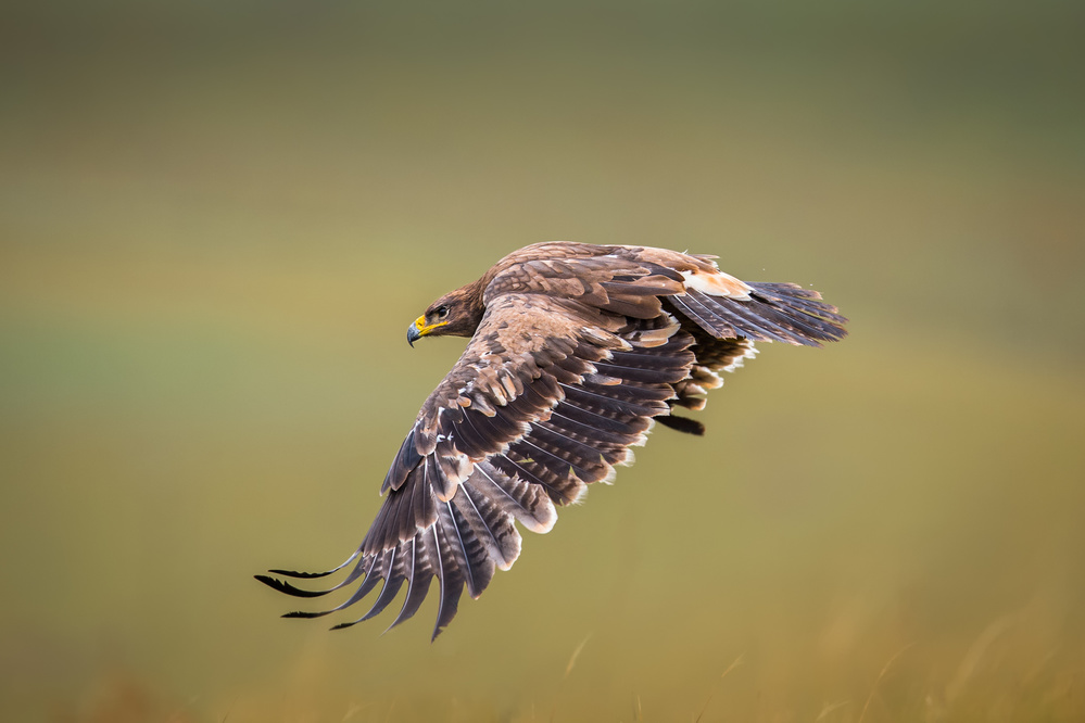 Prairie wings von C. Mei