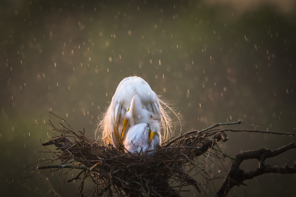 Shower of love von C. Mei