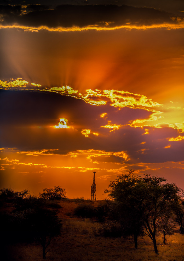 Giraffe and an Upward Sunset von C. Ray Roth