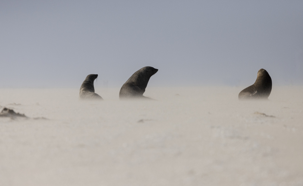 Costal Sandstorm von C. Ray Roth