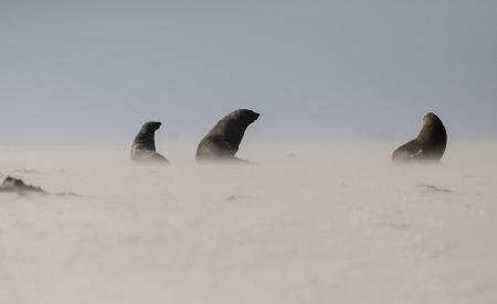 Costal Sandstorm