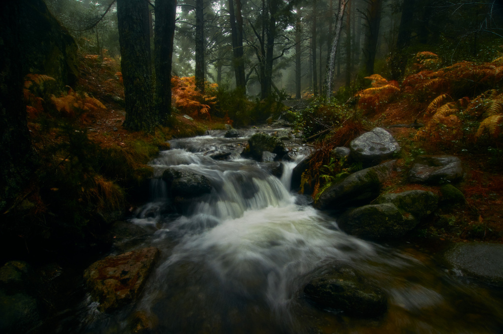 Autumn is coming... von Cameno