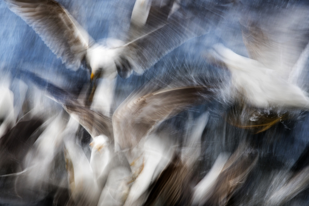 Gull Feeding Frenzy von Cameron Scott