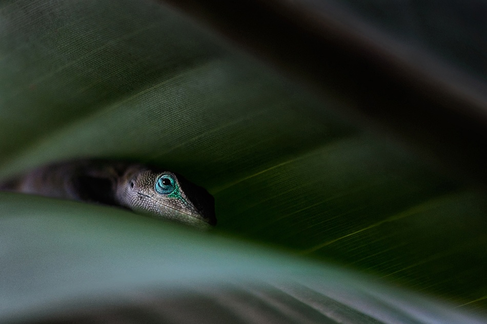 Between Two Leaves von Carl Bostek