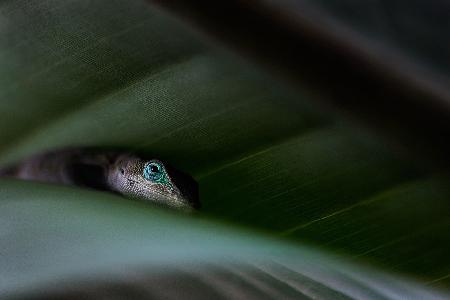 Between Two Leaves