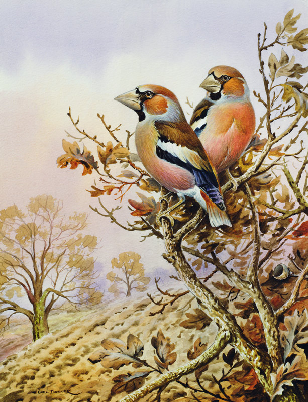 Pair of Chaffinches  von Carl  Donner