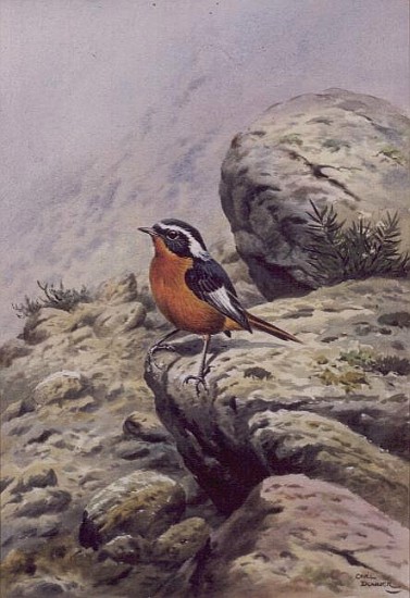 Moussier''s Redstart  von Carl  Donner