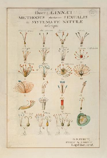 Plant Sexual System