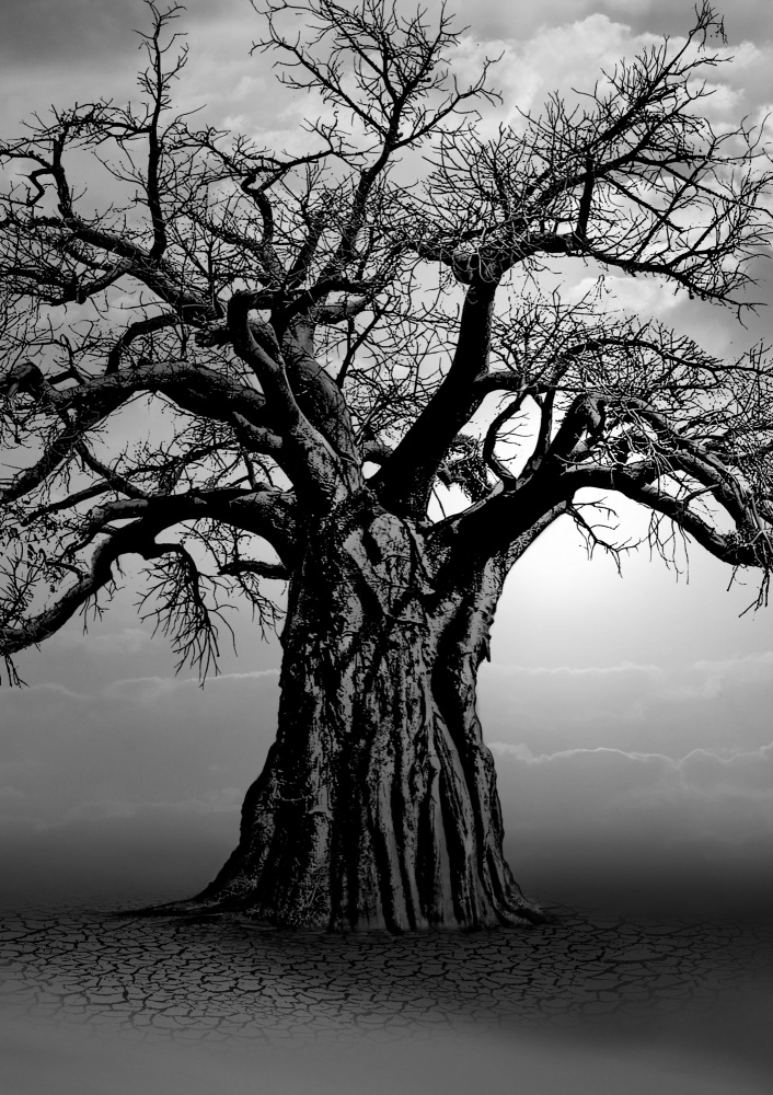 African Baobab Tree at Sunset von Carlo Kaminski