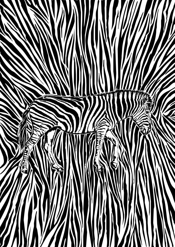 African Zebra striking camouflage von Carlo Kaminski