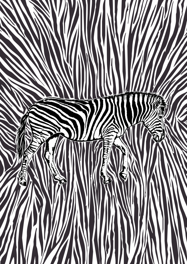 African Zebra striking camouflage von Carlo Kaminski