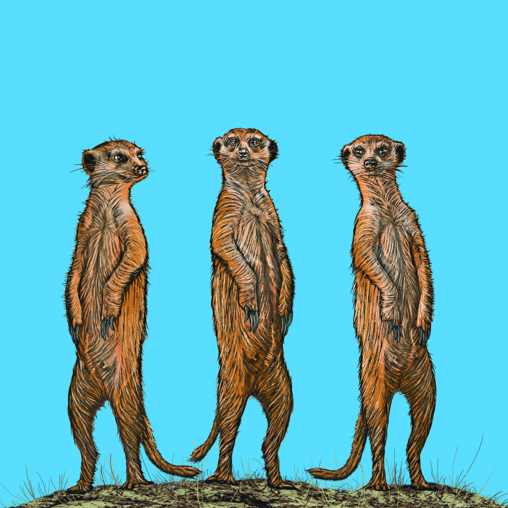 Meerkat Gang at Sunset von Carlo Kaminski