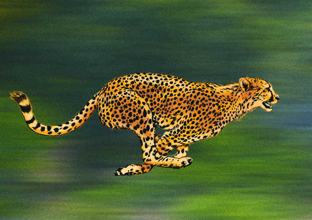 Cheetah Full Sprint von Carlo Kaminski