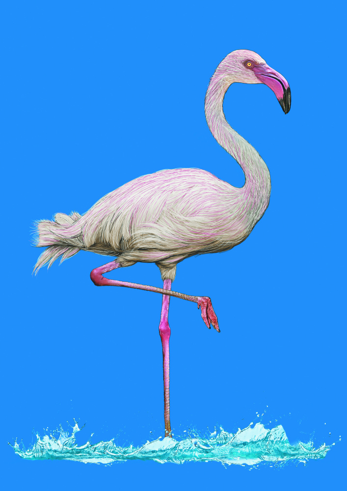 Pinkish Flamingo in water blue sky von Carlo Kaminski