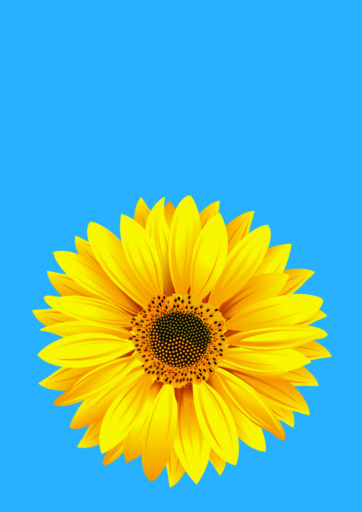 Sunflower On Blue (h) von Carlo Kaminski