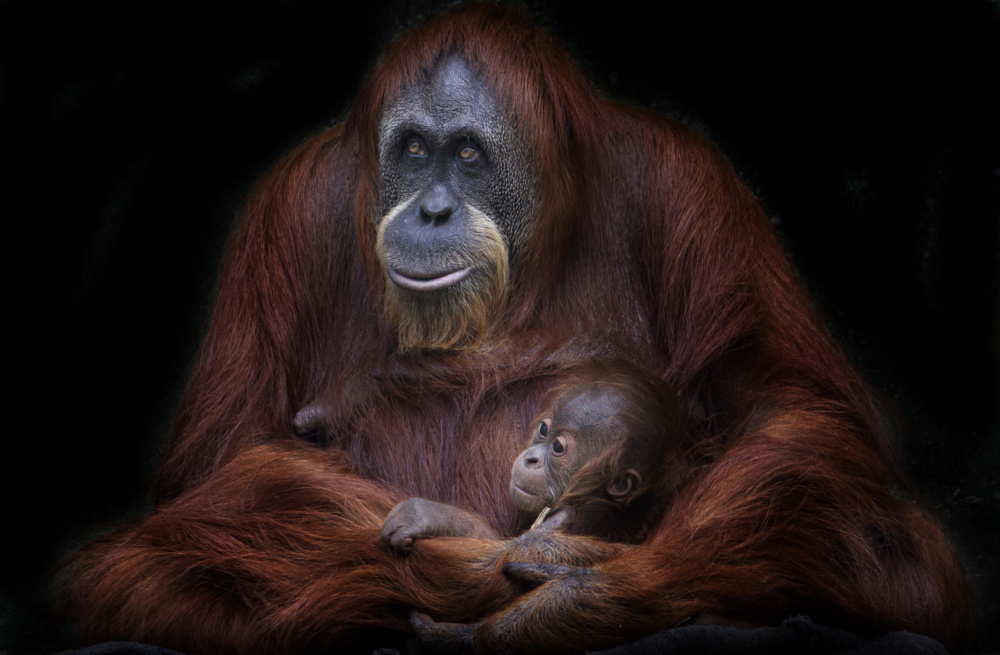 Orangutanes de Sumatra von Carlos Barriuso