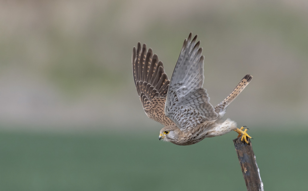 Taking off von Carmel Tadmor