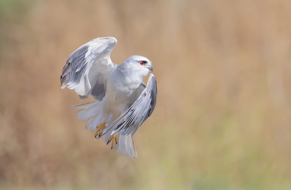 Black Winged Kite profile fly von Carmel Tadmor