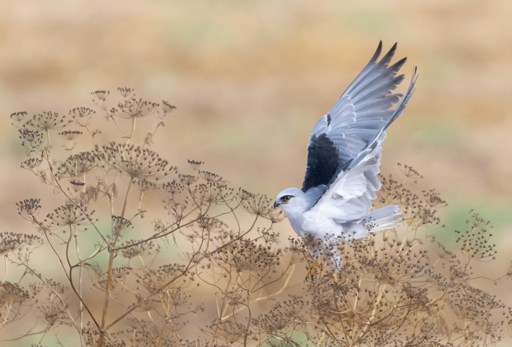 The take off von Carmel Tadmor