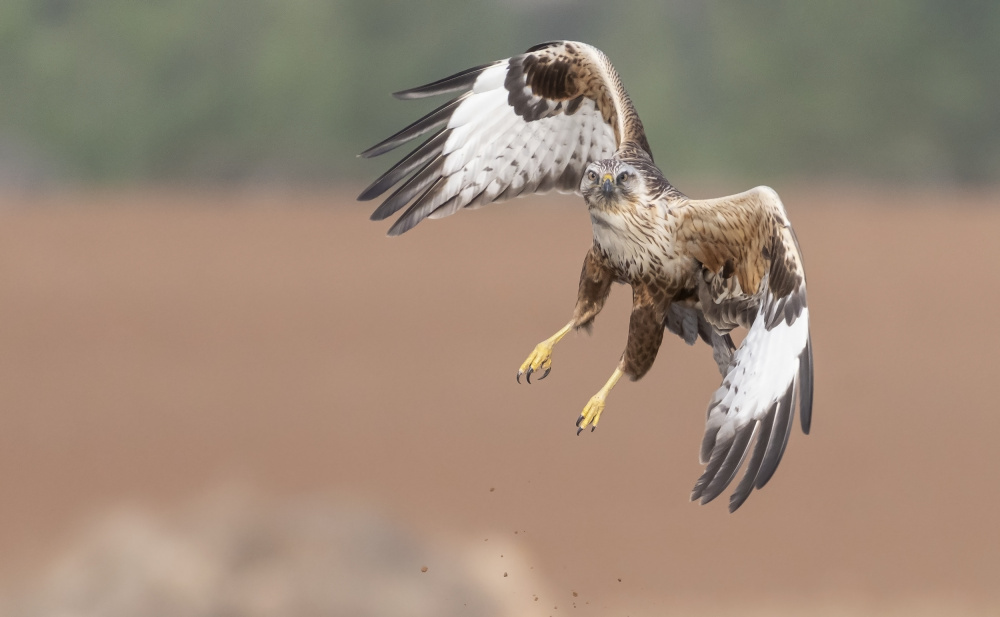 The Buzzards flight von Carmel Tadmor