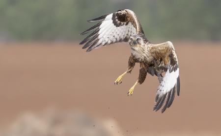 The Buzzards flight