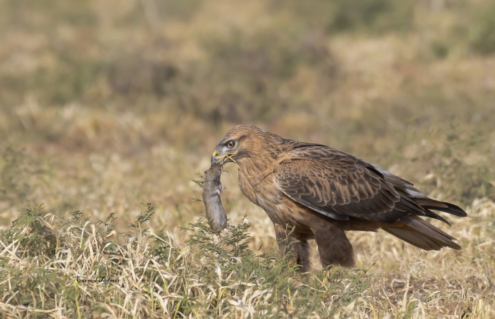 The Long Legged Buzzard found his meal von Carmel Tadmor