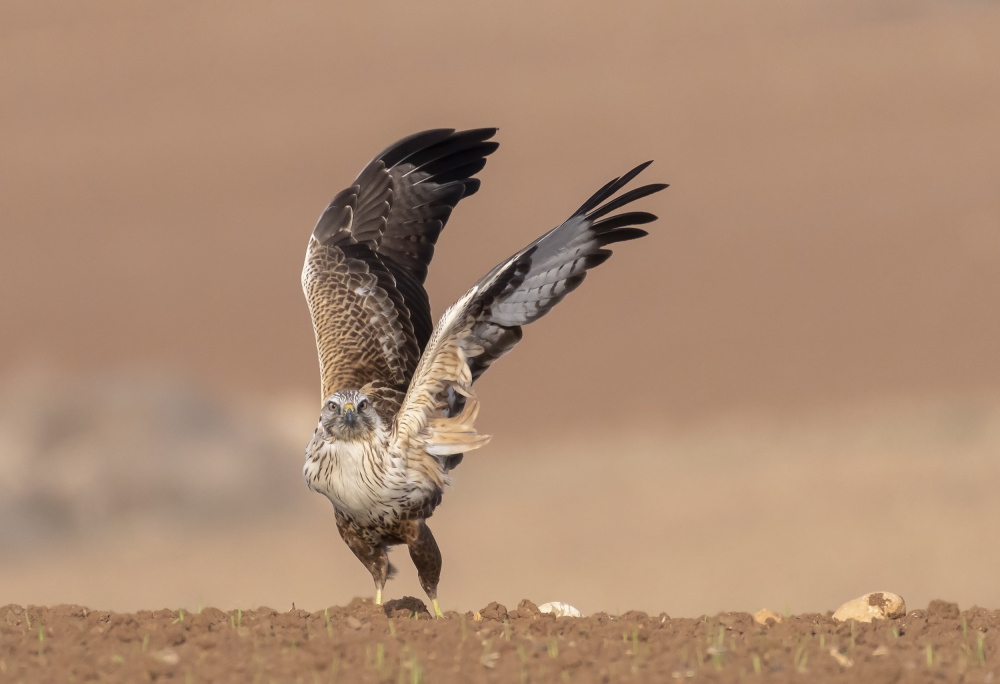 The Buzzards dance von Carmel Tadmor