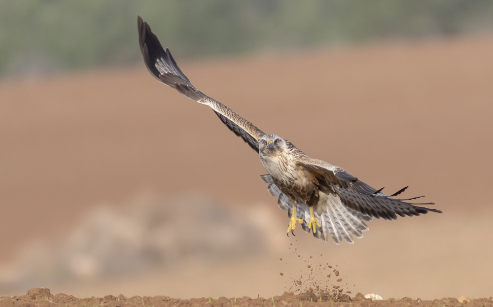 The Buzzards take off von Carmel Tadmor