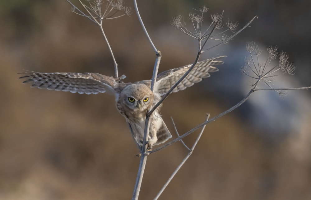 Flying in the bush von Carmel Tadmor