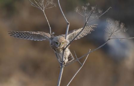 Flying in the bush