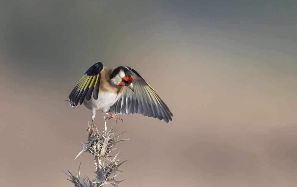 Goldfinch landing von Carmel Tadmor