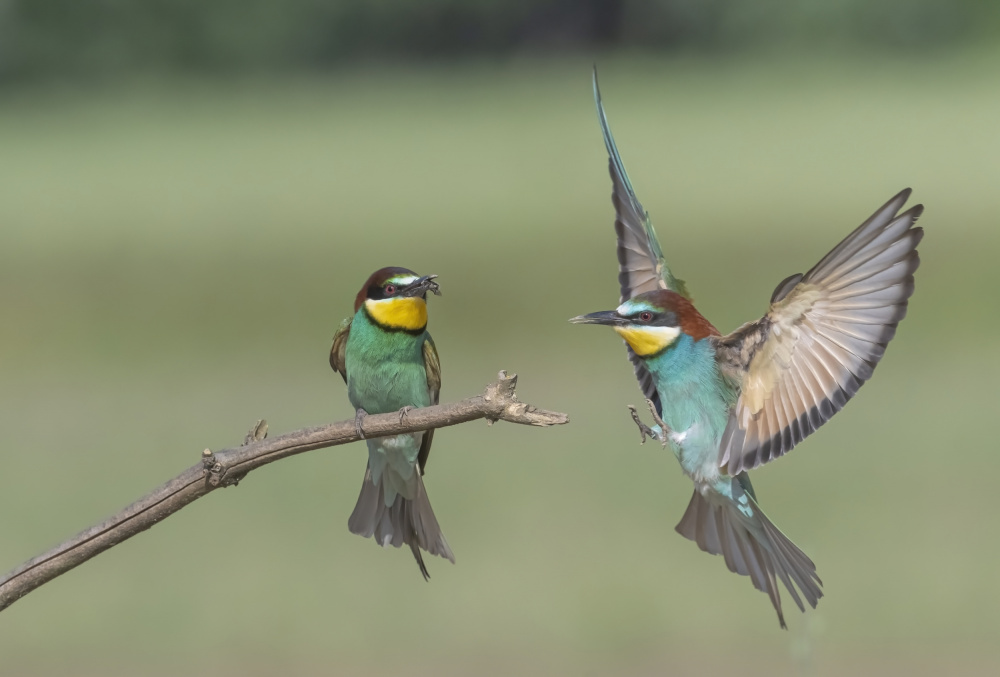 Lunch time von Carmel Tadmor