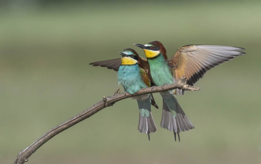 Pair of Bee Eater von Carmel Tadmor