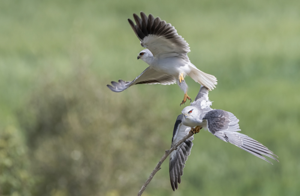 Pair of Black Winged Kite von Carmel Tadmor