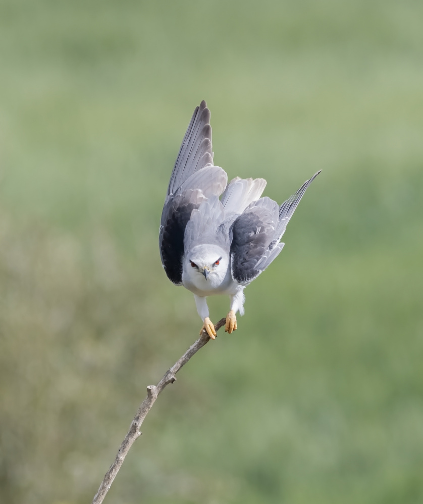 Before flight von Carmel Tadmor