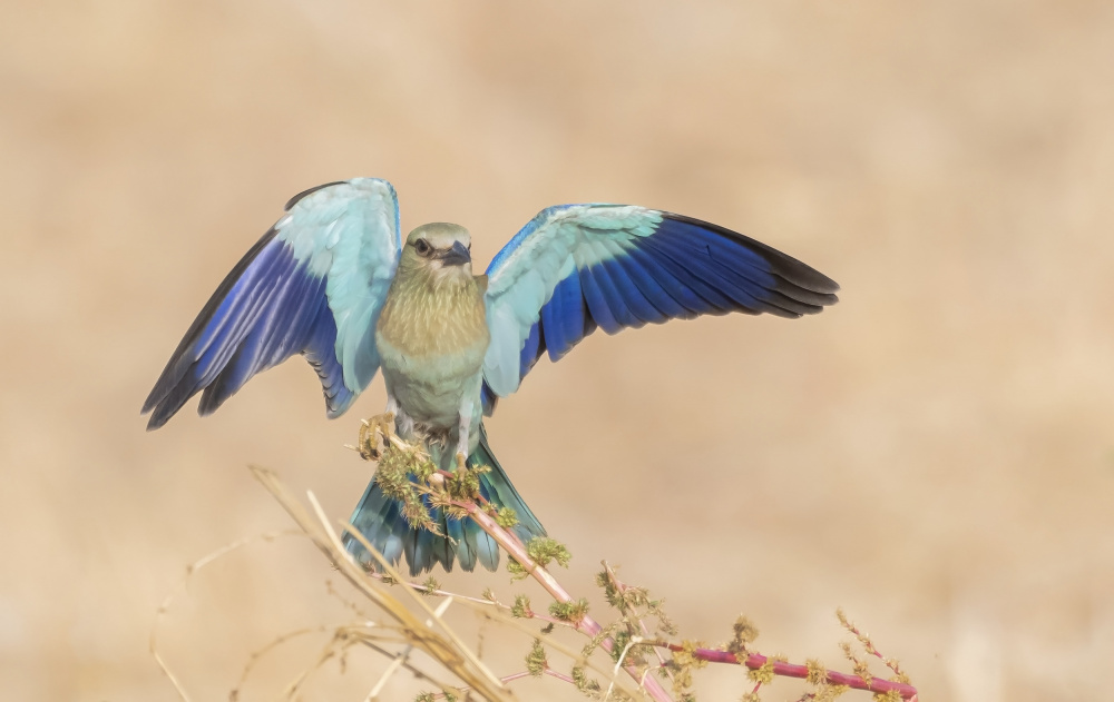 Soft landing von Carmel Tadmor