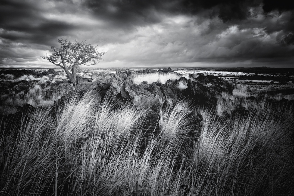 Tree &amp; Grass von Carsten Meyerdierks