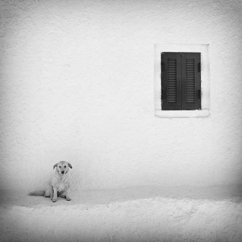 lonely dog von Carsten Meyerdierks