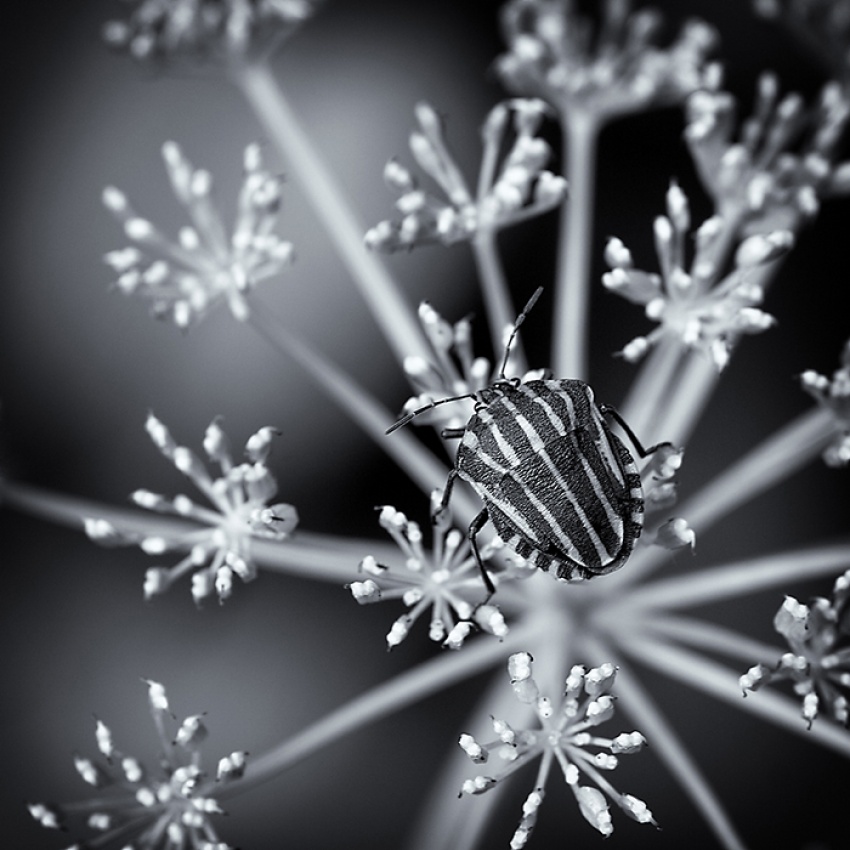 stars&amp;stripes von Carsten Meyerdierks