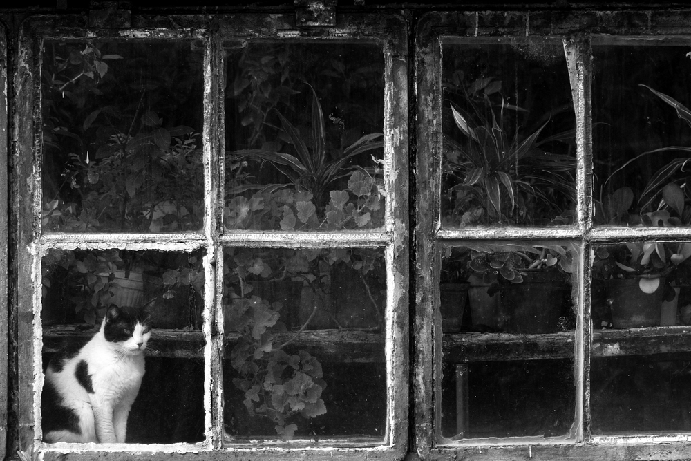 Black &amp; White Cat at Botanical Garden von Catalin Baican