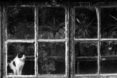 Black &amp; White Cat at Botanical Garden