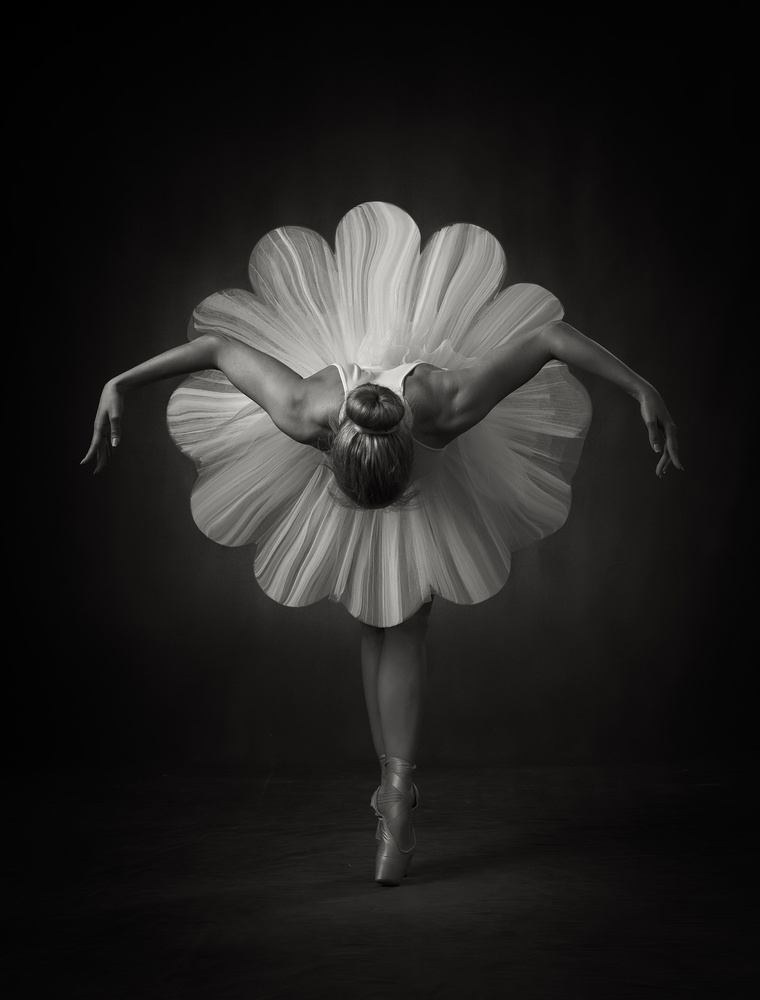 Floral Ballet von Catchlight Studio