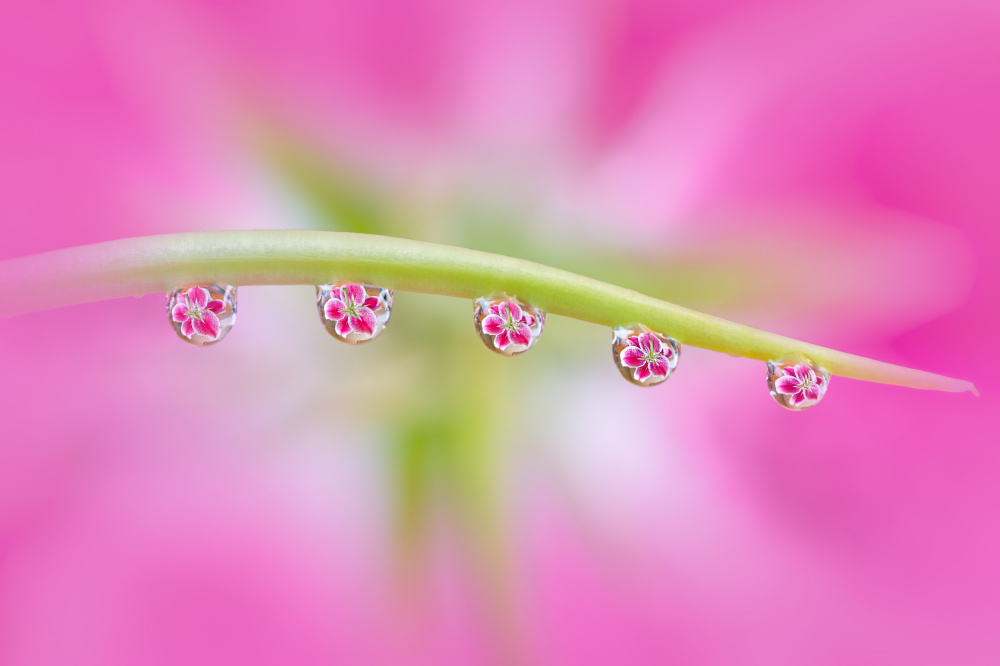 Flowers in Water Drops von Catherine Lu